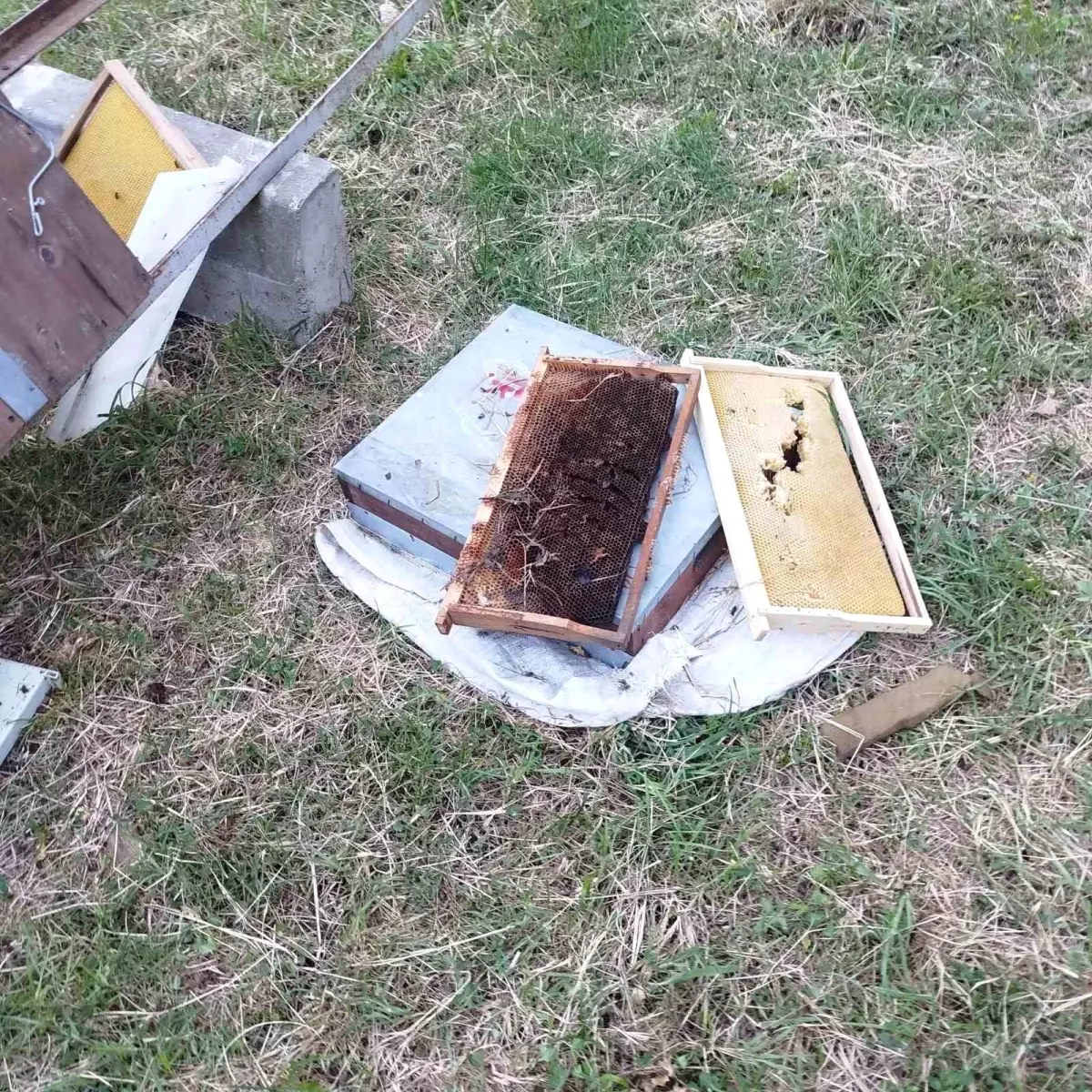 Kastamonu'da Ayı Saldırısı: 6 Kovan Telef Oldu