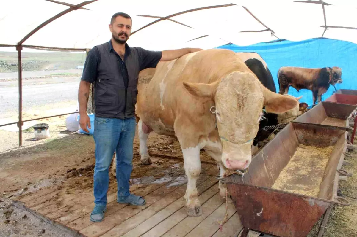 Kayseri'de 'Minik' Dana Pazara Damga Vurdu