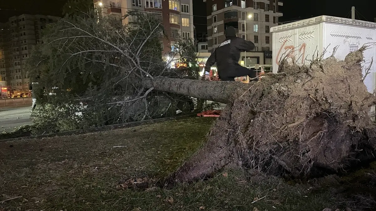 Rüzgar, otomobili ağaçla ezdi